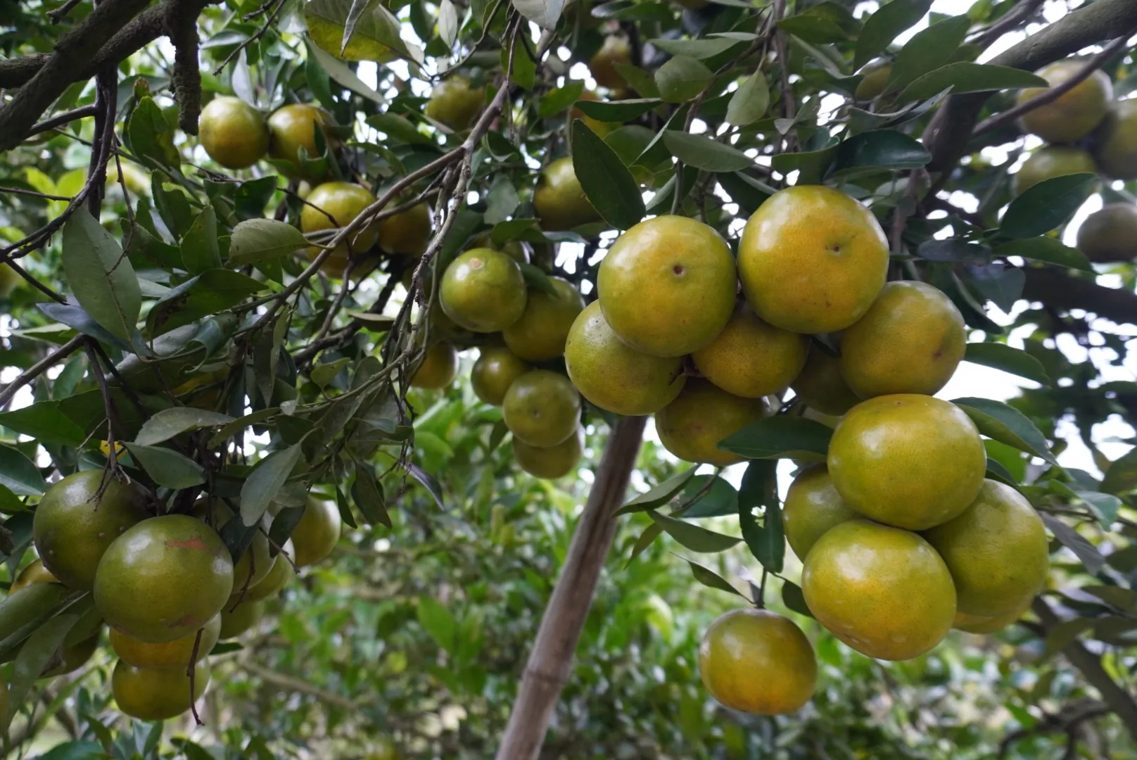 ส้มเขียวหวานเปลือกสีทองบนต้น สวนส้มอรัญญา แม่สิน สุโขทัย